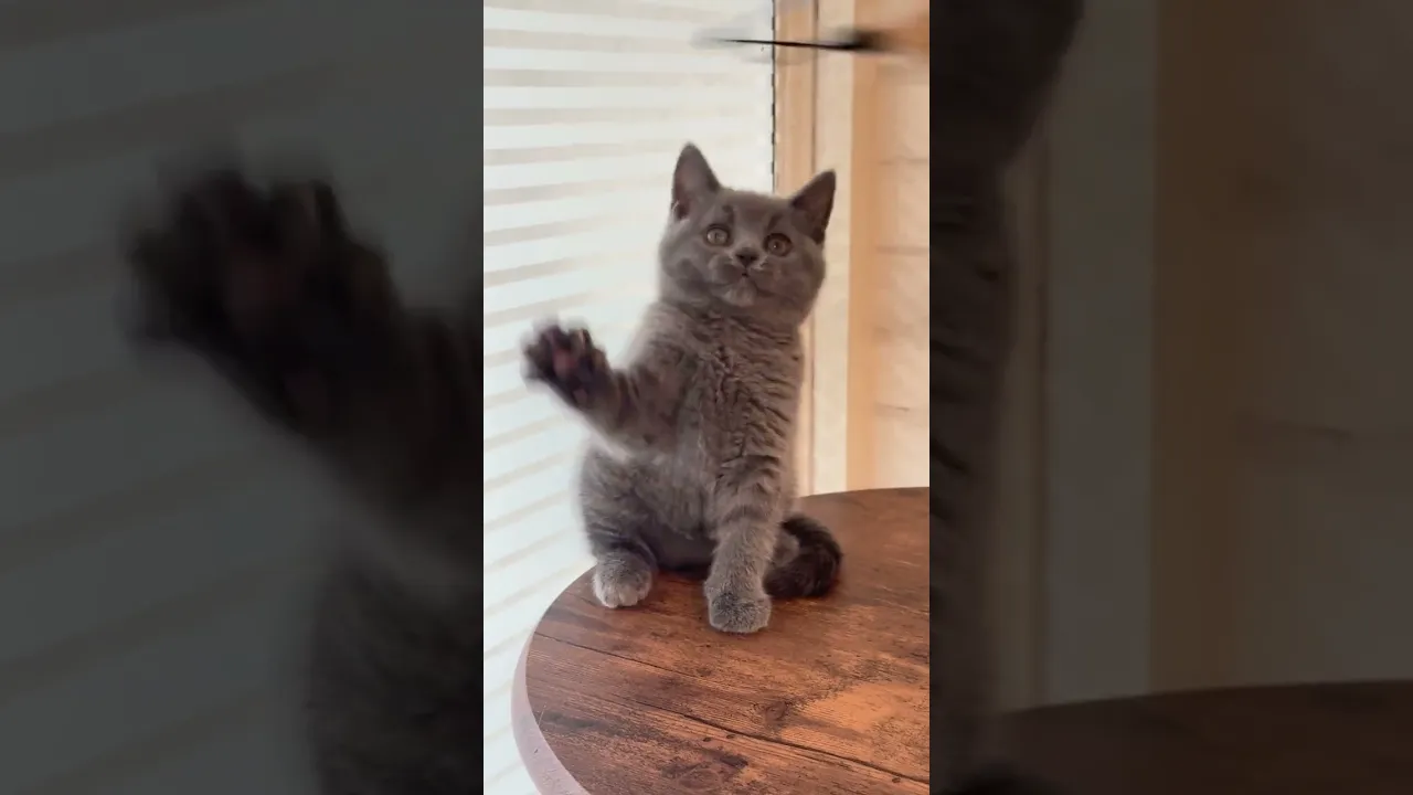 動画