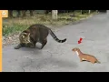 Download Lagu Weasel Faced Cat And Quickly Regrets It!
