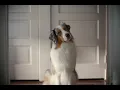The Answer Chewy Commercial