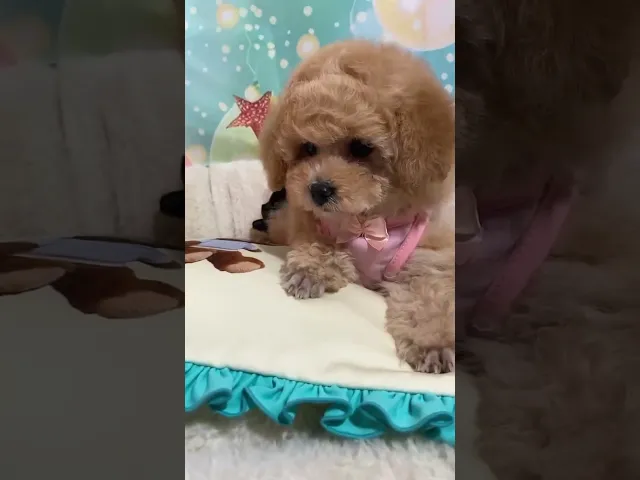 動画