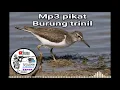 Download Lagu Suara pikat burung trinil mp3