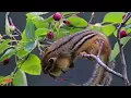 Download Lagu  Masteran Murai Batu Suara Tupai Kekes suara jernih – Dijamin gampang di tiru 🐿️🎶