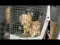11 dogs found abandoned in New Jersey park