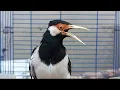 Lagu Pancingan Jalak Suren Gacor Mompa Full Variasi - Masteran Suara Burung Jalak Gacor Full Isian Mewah