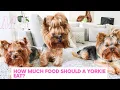 How Much Should A Yorkie Eat Daily Dog Food For Yorkies