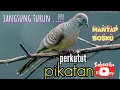 Download Lagu suara burung perkutut pikatan // perkutut betina untuk pikat jantan #hobymanuk