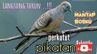 suara burung perkutut pikatan perkutut betina untuk pikat jantan hobymanuk