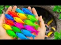 Download Lagu The incredible catch colorful aquarium fish in small pond pencil fish, baby turtle eggs, eel,tadpole