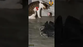 فوز الاهلي علي الزمالك بشكل كوميدى الاهلي بطل السوبر المصرى تحفيل على الزمالك 