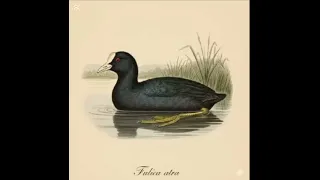 صوت دجاج ماي فقط تحياتي الكم 