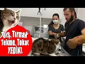 Download Lagu INSANE CAT ATTACK! NINJA CAT TRIES TO ESCAPE FROM VET! #inanoğlu #catattack