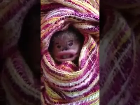 Funny video