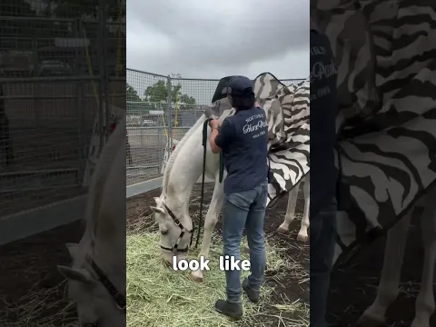 Pet animals ❌ Wild animals ✅ #shorts