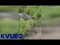 Alligator found in Fayette County KVUE