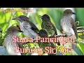 Download Lagu Pancingan Suara Burung Siri Siri