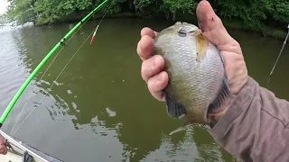 Catching Supper!