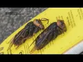 Murder hornets What you need to know and what s true about the insect