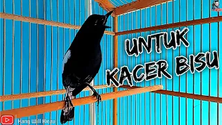 Download Pancingan Bunyi Kacer Dada Hitam Gacor, Ngemplong Pagi Hari Yang Bisu Langsung Nyaut MP3