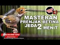 Download Lagu 🔴 PRENJAK BETINA GACOR PANJANG‼️ Cocok Buat Pikat dan Masteran Mewah