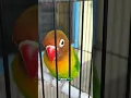 Download Lagu LOVEBIRD BETINA NADA MINOR SPEED DURASI 1 MENIT #shorts #lovebird #lovebirdkonslet