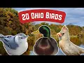Common Birds In Ohio 20 Sensational Bird Species