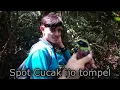 Download Lagu Spot yang paling mantap lurr. poin Cucak ijo kepala bintang/ tompel...
