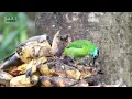 Nature's Café Guests: Indochinese Barbet and Bulbuls Up Close