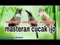 Download Lagu Kompilasi Masteran Kapas tembak - Jinjing petulak - Cucak jenggot‼️Masteran Cucak ijo Tembakan Kasar