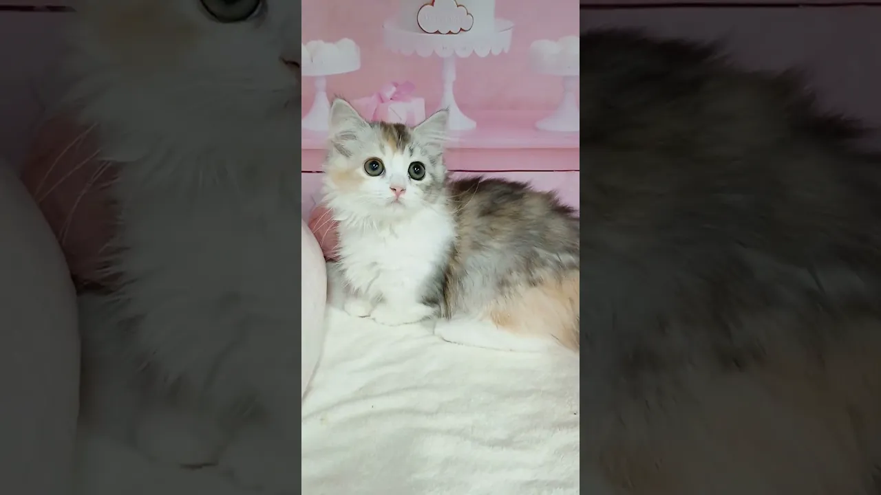 動画