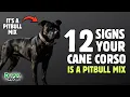 12 Signs Your Cane Corso is Actually a Pitbull Mix