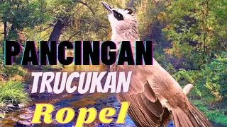 burung trucukan gacor ropel 1 nafas panjang penuh emosi pancingan trucuk gacor