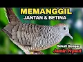 Download Lagu Perkutut Lokal Gacor Suara Paling Ampuh Untuk Pancingan Burung Perkutut Agar Bunyi