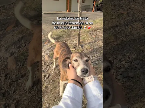 Quedó muy feliz con su camita nueva 🐶❤️‍🩹 #perro #dog #perros