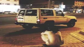 كاظم الساهر ماحبك بعد روح بطيء دندنها