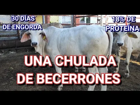 Download MP3 ¡¡ESTA ES LA ALIMENTACIÓN Y LA DIETA DE LOS OREJONES BRAHMAN!!