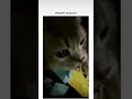 Download Lagu Kamu tim yang mana...!? Boom VS waaw🐱🐾🐈😽🤗❤️#kucing ##tren #viral #lucu