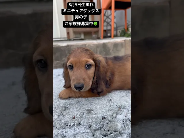 動画