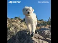 Tail up Tail Down