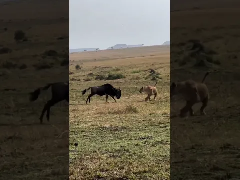 The prey becomes the victor