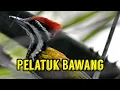 Download Lagu PELATUK Bawang gacor panjang buat masteran handal