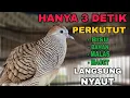 Download Lagu Untuk Cepat Gacor Cukup Putar 3 Detik Perkutut Bisu, Bahan, Malas,Dan yang Macet Langsung Bunyi 