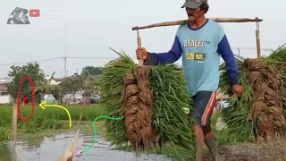 Download HOW RICE IS MADE: STEP BY STEP PLANTING RICE INDONESIAN AGRICULTURE MP3
