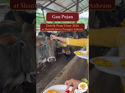 Gau Pujan | Daivik Pran Utsav | ShantiKshetra Premgiri Ashram