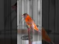 Download Lagu lagu red siskin gacor mewah untuk isian kenari #kenarigacor #redsiskin #burungmasteran