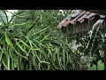  Real Heavy Rain & Powerful Thunder in a Village 🌧️ | Deep Sleep