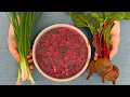 Download Lagu Bieten- en kefirsoep is het geheim van gezondheid en een lang leven, een medicijn voor de maag!