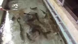 การเลี้ยงปลาแซลมอนในซาปา Salmon in Sapa