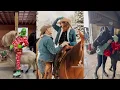 Horse Christmas Vibe TikToks