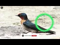 Download Lagu SUARA PANGGIL BURUNG WALET ASLI DARI ALAM HOW TO CALL SWIFT BIRDS