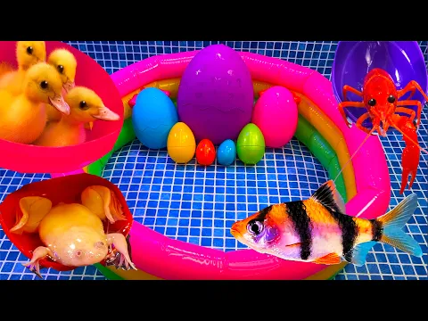 Download MP3 Colorful Surprise Eggs, Duck, Ducklings, Lobster, Snake, Koi Fish, Frog, Butterfly Fish, Goldfish